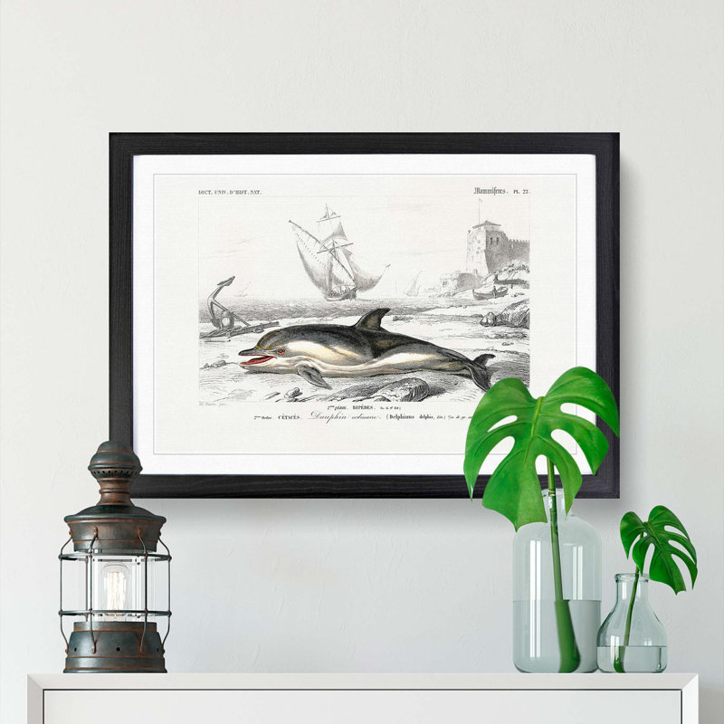 Beached Dolphin by Charles D'Orbigny - Single Picture Frame Painting, Black Framed, 33cm H x 45cm W x 2cm D