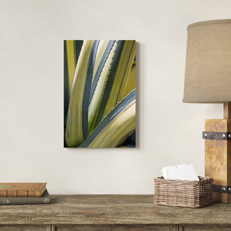 Agave panaché II, H 18 po x l 12 po x P 1,25 po