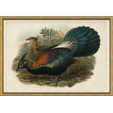Pheasants From Gould's Birds Of Australia 7 Giclee Print by John Gould