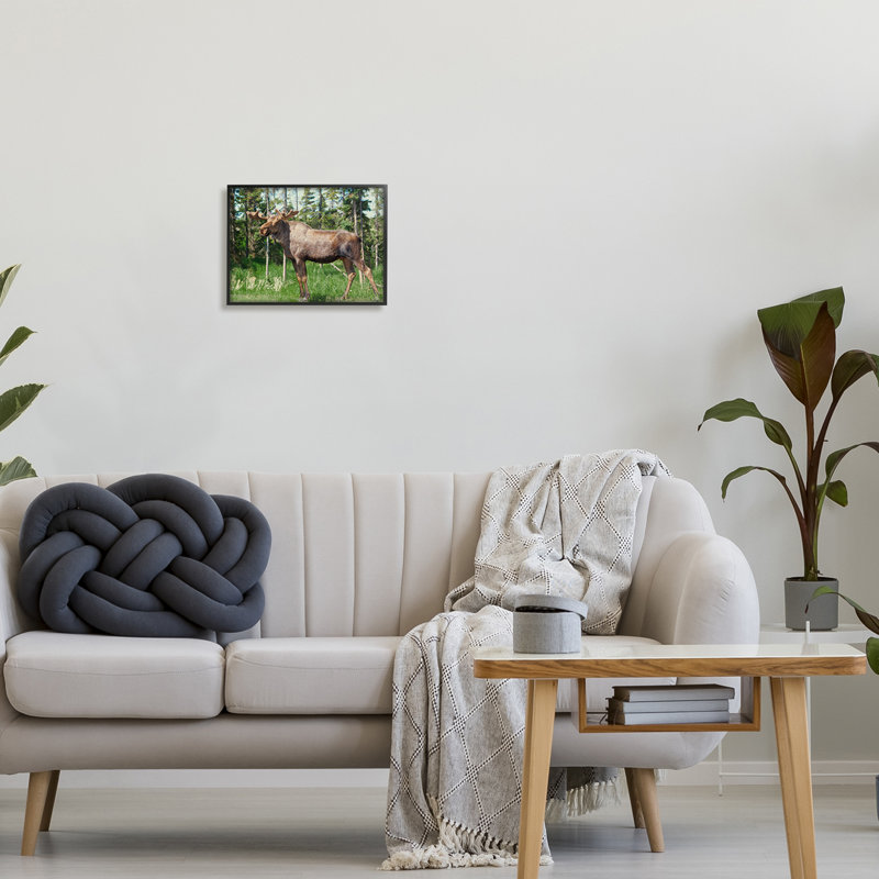 Moose Forest Grove Woodland Landscape - photographie, H 11 po x l 14 po x P 1,5 po, Giclée encadrée noir minuit