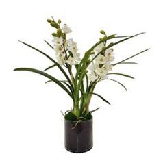 Orchidée cymidium en verre