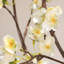 Ornements de fleurs simulées