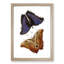 Giant Butterflies by George Shaw - Picture Frame Painting Print-55608240-55608241