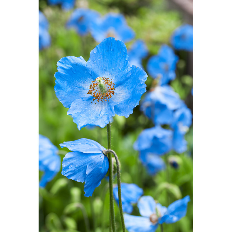 Coquelicot bleu méconopsis par Lucentius