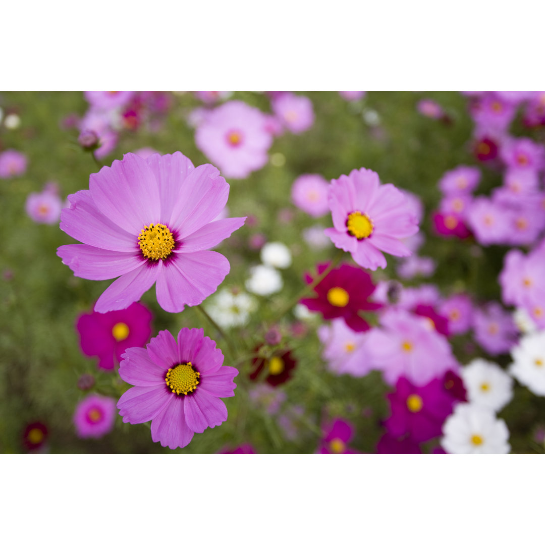 Bunte Blumen von Ooyoo - Druck auf Leinwand ohne Rahmen