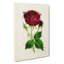 Illustration Of A Red Prince Noir Rose - Wrapped Canvas Painting-55360317