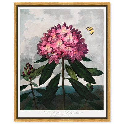 Pontic Rhododendron 1807, toile par Art Remedy