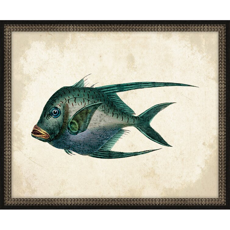 Melissa Van Hise 'Antique Fish I' Framed Graphic Art Print - Wayfair Canada