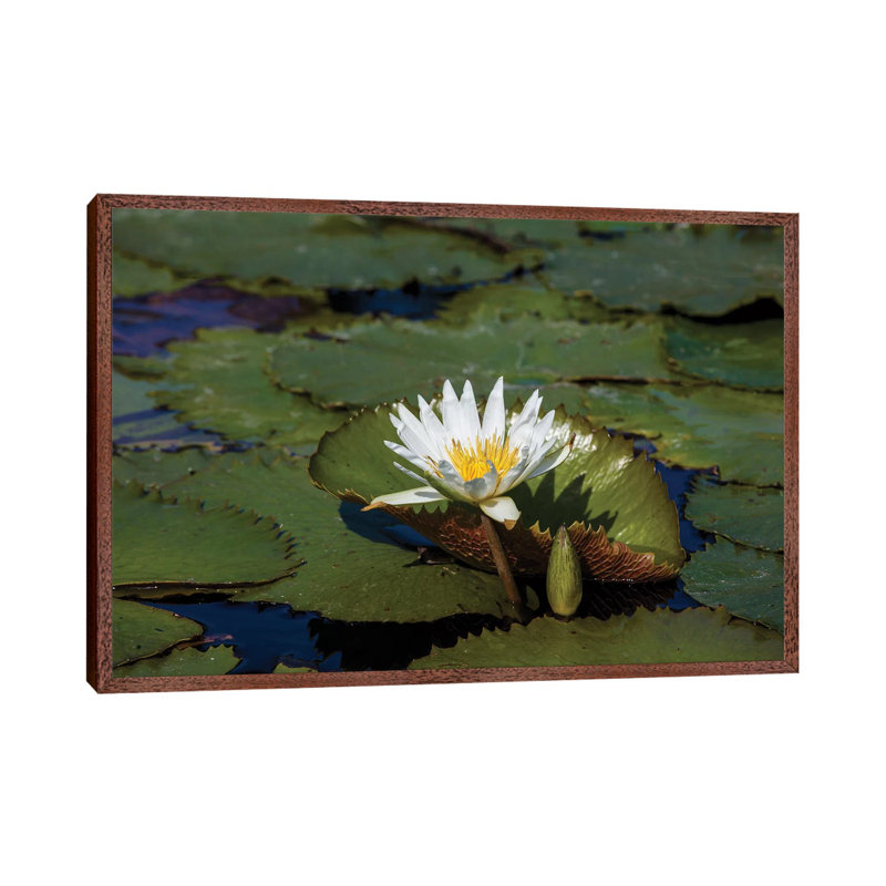 Elevated View Of Water Lily In A Pond, Florida, USA 1 Piece Wall Art on Canvas, 101.6 cm H x 66.04 cm W