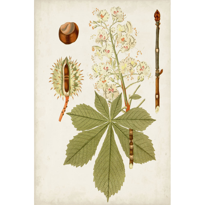 Antique Leaves VIII - Print on Canvas, Wrapped Canvas, 76 cm H x 51 cm W