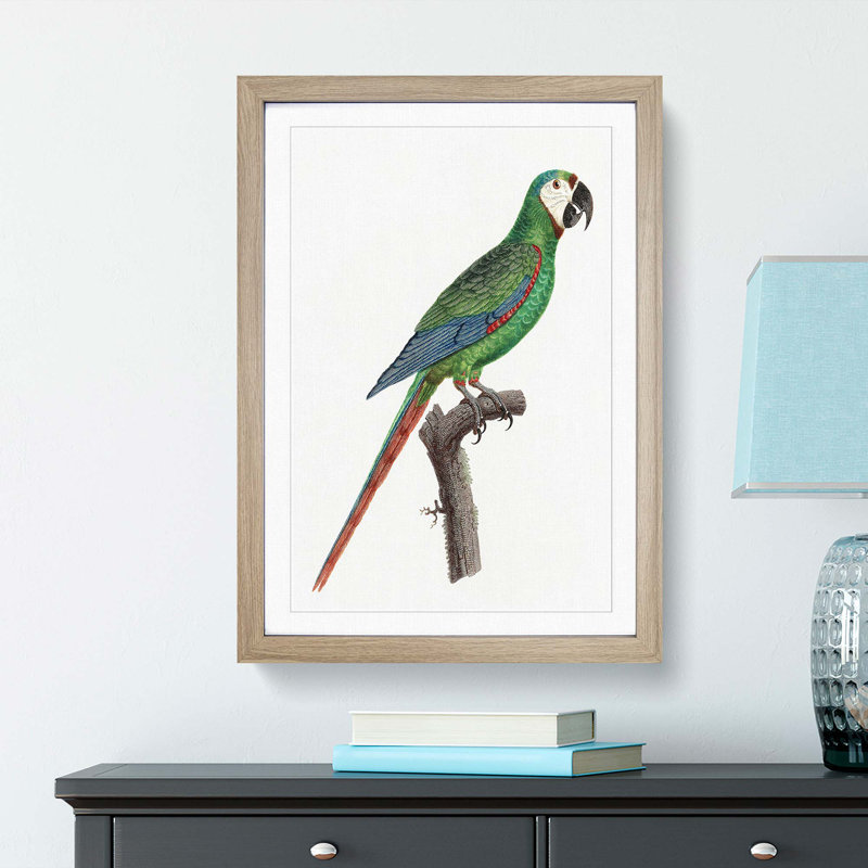 A Blue-Winged Macaw Parrot by F. Levaillant - Framed Print, 63cm H x 45cm W x 2cm D, Oak Framed