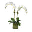 Phalaenopsis Orchids in Glass Cylinder Vase