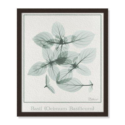 Jeanette "Basil Ocimum Basilicum" Painting