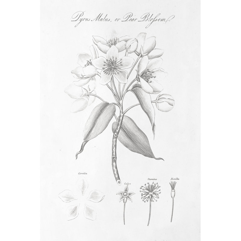 Botany Book VIII - Wrapped Canvas Painting, 30cm H x 20cm W x 3.8cm D