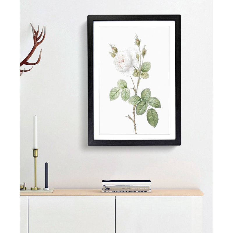 White Moss Rose by Pierre-Joseph Redoute - Picture Frame Art Prints, 65cm H x 48cm W x 2cm D, Black Framed
