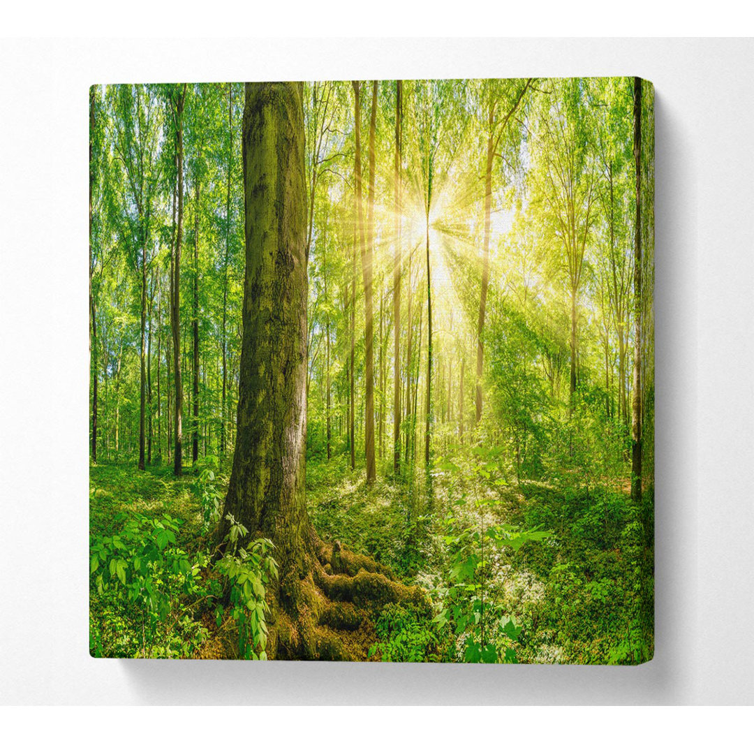 Bright Light Flare In The Forest - Leinwanddrucke auf Leinwand