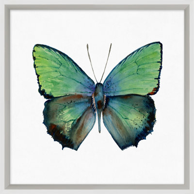 «Butterfly Study 1», impression encadrée sur verre