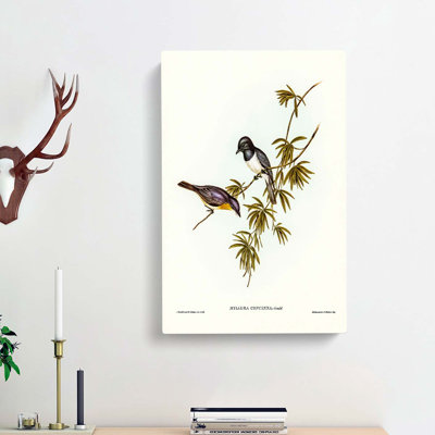 Pretty Flycatcher Bird by Elizabeth Gould - Wrapped Canvas