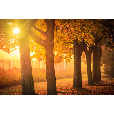 Autumn Tree 1 Piece Wrapped Canvas Wall Art