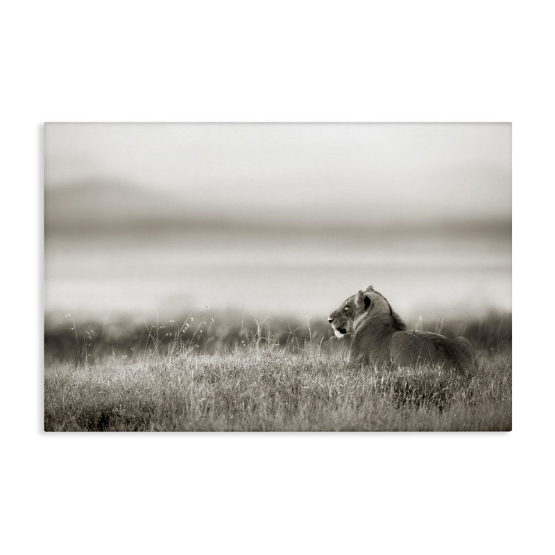 Art mural sur toile, "Resting lion in Savanna Grass", par Danita Delimont, H 16 po x l 24 po