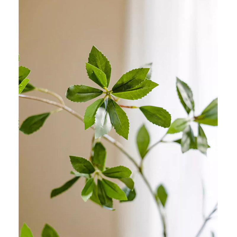 Tige de fausse branche de Pieris, 1