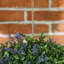 Stearne 27cm Faux Lavender Flower Plant in Freestanding
