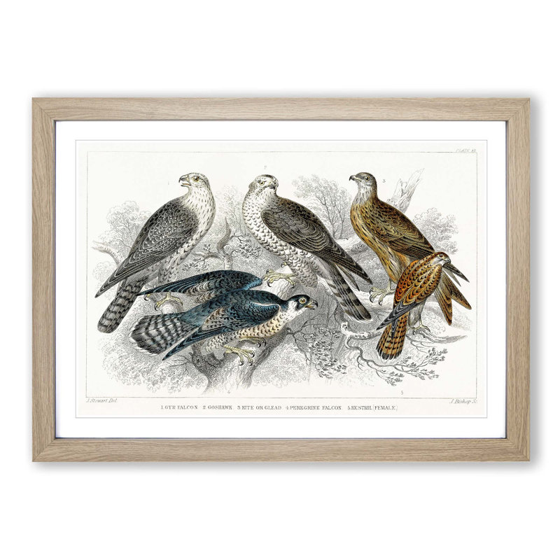 Goshawk, Kite, Falcon & Kestrel by Oliver Goldsmith - Picture Frame Graphic Art Print, 48cm H x 65cm W x 2cm D, Oak Framed