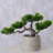 8.25 Mungo Pine Bonsai Plant