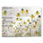 " Helenium "-29772165