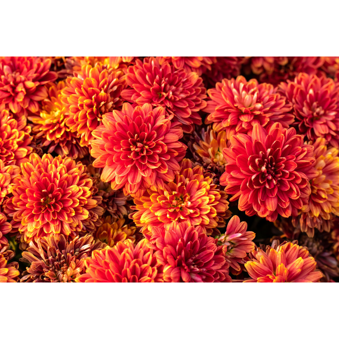 Orange Chrysanthemenblüten