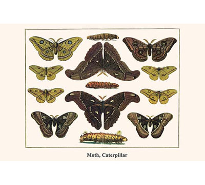 « moth caterpillar » par alberni seba-impression d’art graphique