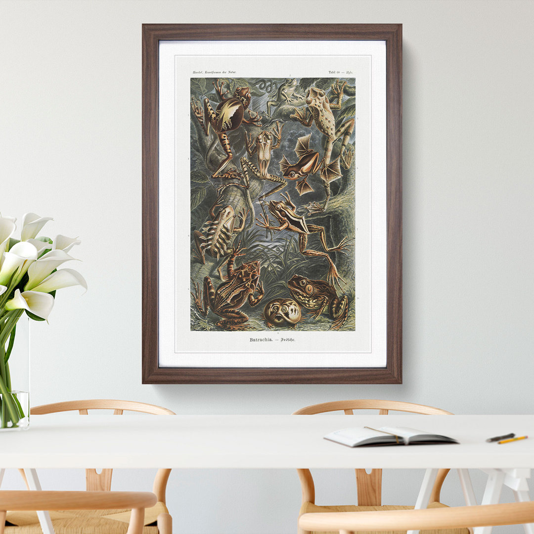 Frogs and Toads by Ernst Haeckel - Framed Print