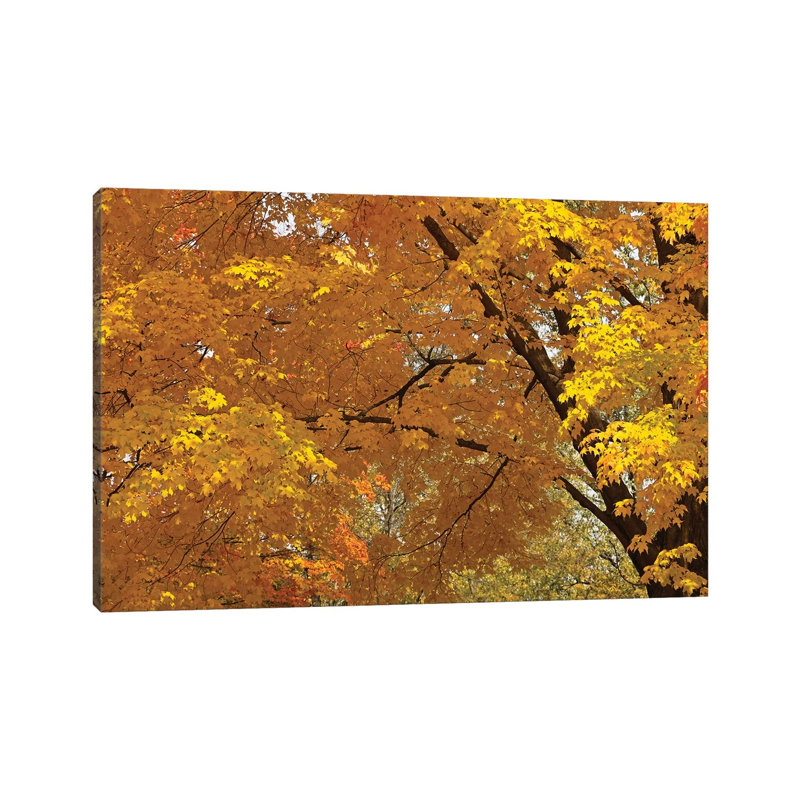 Golden Canopy by Brian Wolf - Wrapped Canvas Print, 20.32 cm H x 30.48 cm W