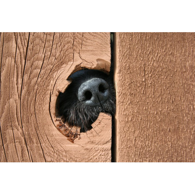 " Black Dog's Nose Poking Through A Hole In The Fence "