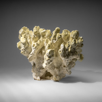 Véritable corail de feu vert naturel (11 po 9,5 lb)