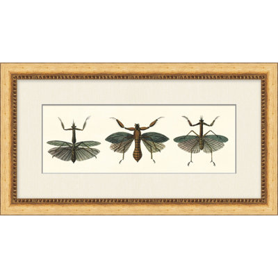 Specimen Trio 3