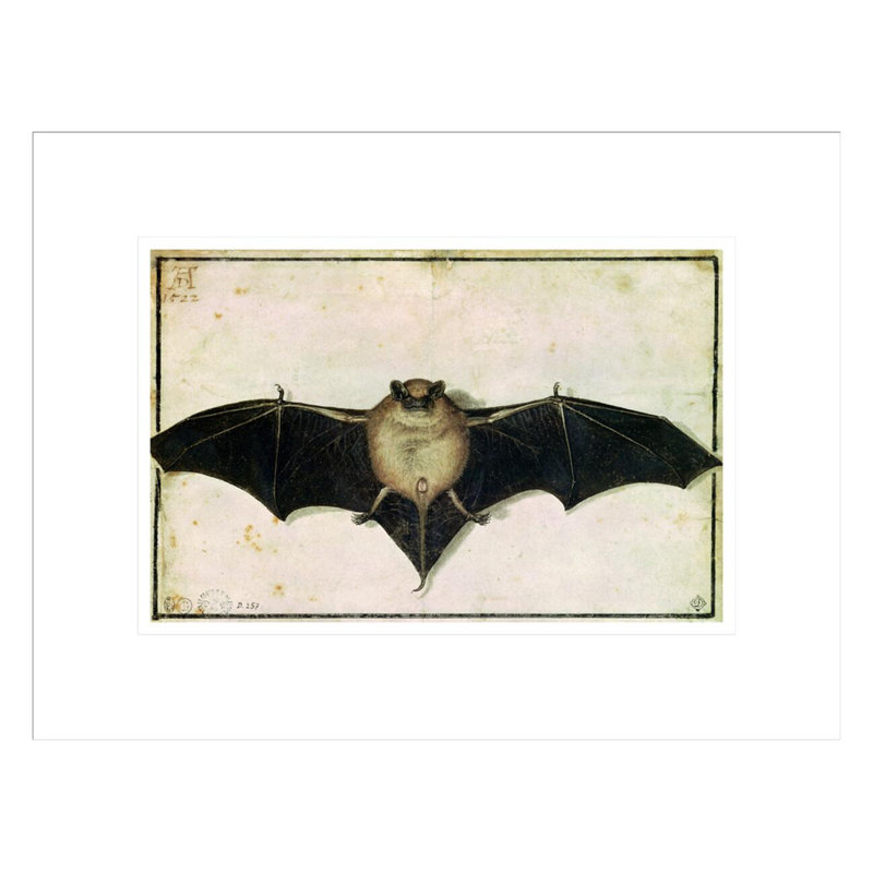 Chauve-souris par Albrecht Dürer - Impression sur toile, H 12,91 po x l 16,75 po