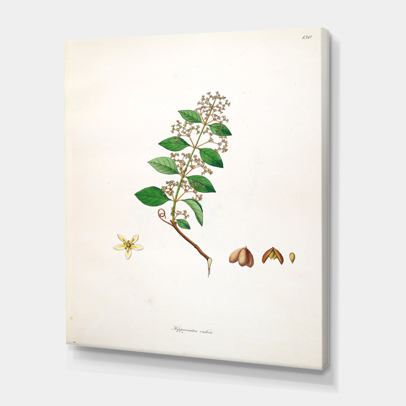 Vintage Botanicals I - peinture sur toile, H 32 po x l 24 po x P 1 po, Toile tendue