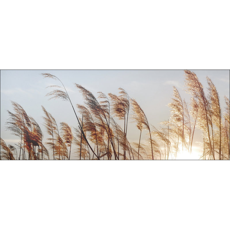 Dried Fiber II - No Frame Panoramic Print on Float Glass, 50cm H x 125cm W x 1.3cm D