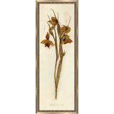 Napa Valley 1872 Herbarium IX Print
