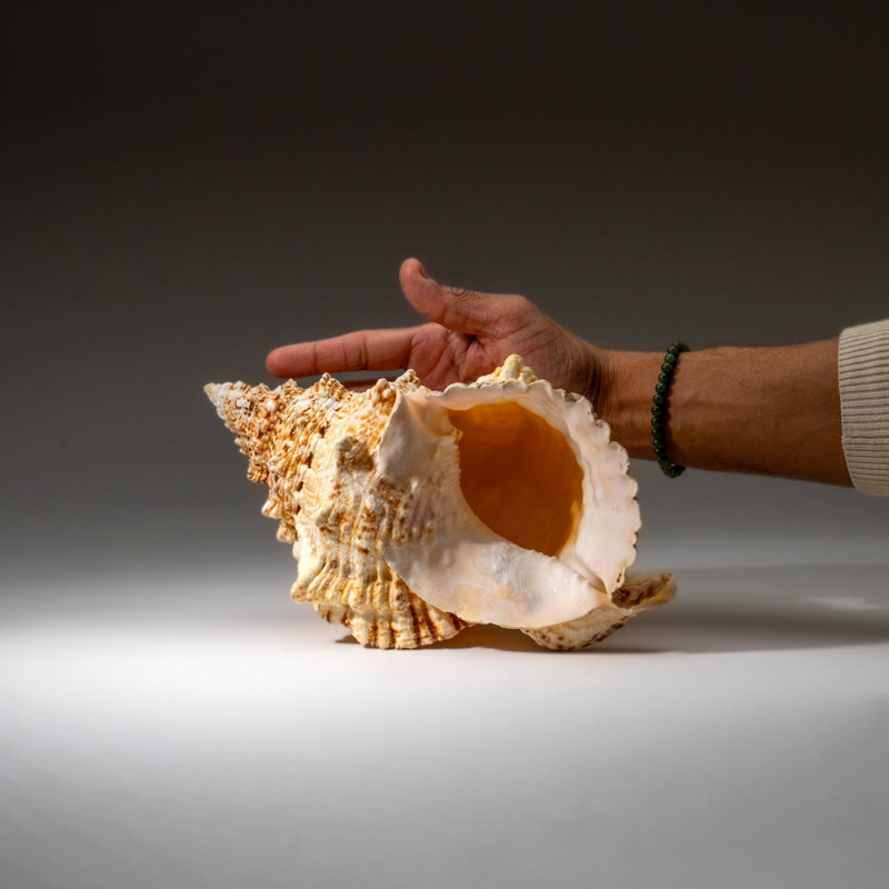 Genuine Murex Shell (1.7 Lbs)