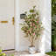 120cm Plant-1140374908