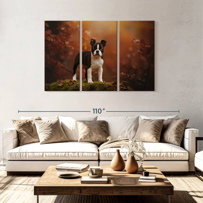 Boston terrier Brampt, H 48 po x l 74 po