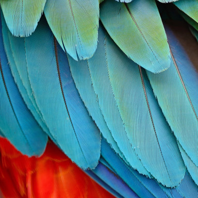 " Harlequin Macaw Feathers " by Panuruangjan
