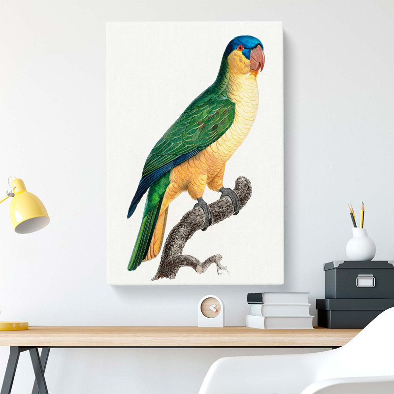 Black-Lored Parrot by F. Levaillant - Wrapped Canvas Painting, 50cm H x 35cm W x 3cm D