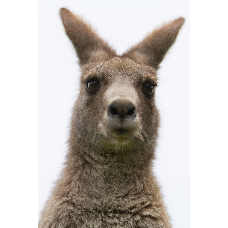 Grey Kangaroo by CraigRJD - No Frame Art Prints on Canvas, 122cm H x 81cm W