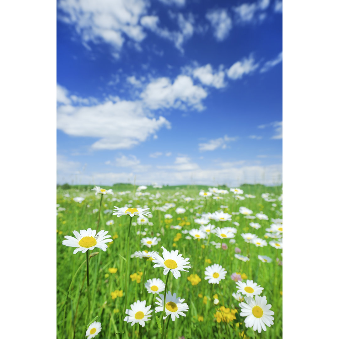 Blumen auf der Wiese von Trout55 - Druck auf Leinwand ohne Rahmen