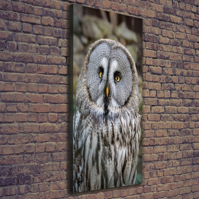 Owl - Wrapped Canvas Print
