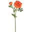 Ranunculus Clooney 19 po Just Cut -1336727399