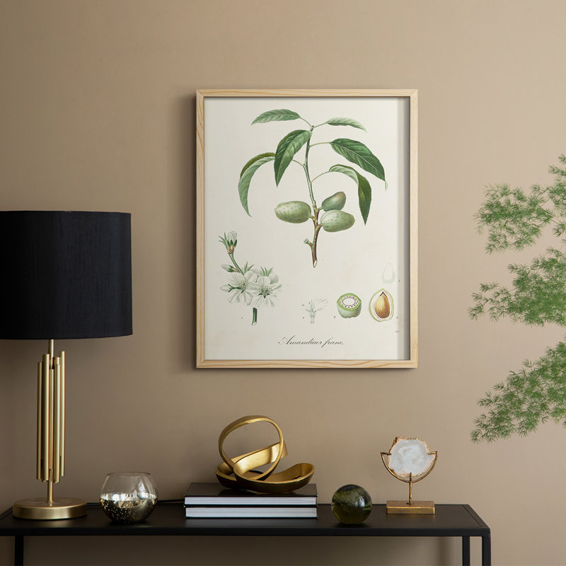 Antique Ammond Botanical I, reproduction encadrée - bois massif, H 15 po x l 12 po